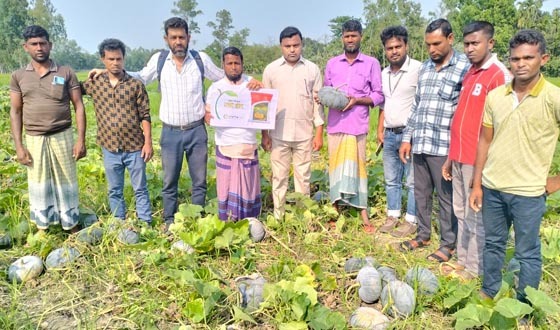 কুড়িগ্রামে কৃষকদের অংশগ্রহণে মিষ্টি কুমড়ার মাঠ দিবস