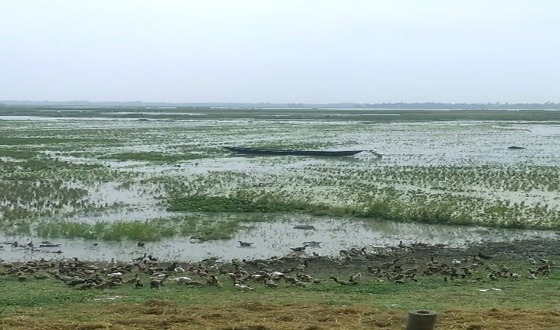 হাওরে কৃষক ইরি বোরো ধানের সঠিক দর পাচ্ছে না