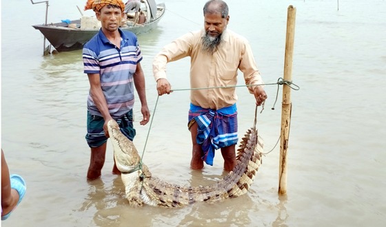 চরভদ্রাসন পদ্মায় আটক পড়েছে বিশাল কুমির