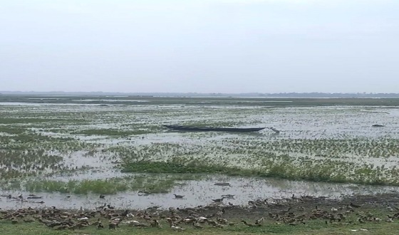 কিশোরগঞ্জে ৩ দিনের বৃষ্টিতে কৃষকের স্বপ্ন পানিতে