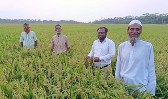 শরণখোলায় বোরো ধানের সুপার বাম্পার ফলন
