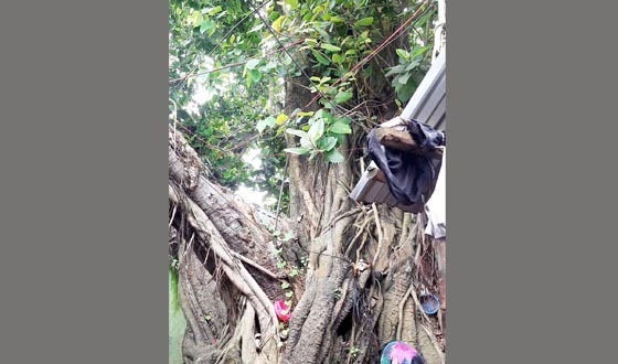হরিজন কলোনীর মৃত্যুফাঁদ শতবর্ষী বটগাছ অপসারণের দাবি
