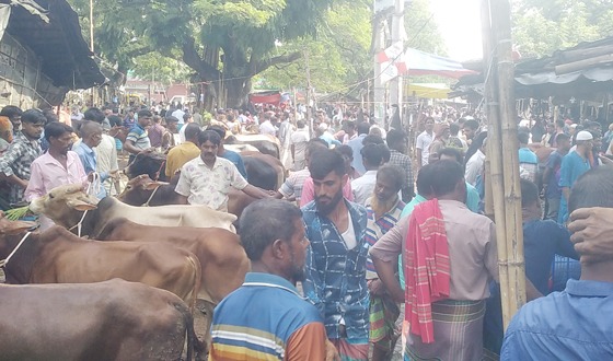বাজিতপুর সরারচর গরুর বাজার মন্দা