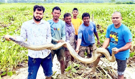 শ্রীমঙ্গলে ধানক্ষেত থেকে অজগর সাপ উদ্ধার