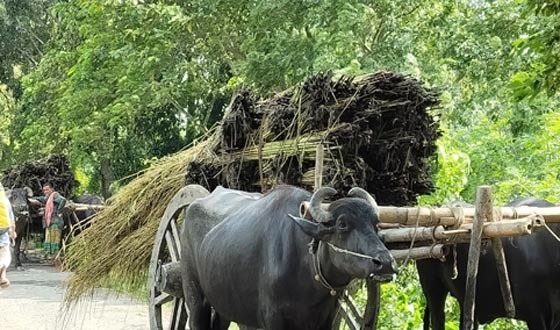 ঈশ্বরদীতে পাট পচানো খালের অভাবে বিপাকে চাষিরা