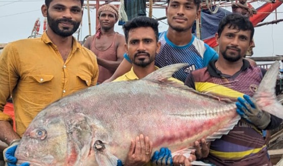 কুয়াকাটায় জেলের জালে ধরা পড়লো ৫৪ কেজির  বিশাল তবল মাছ