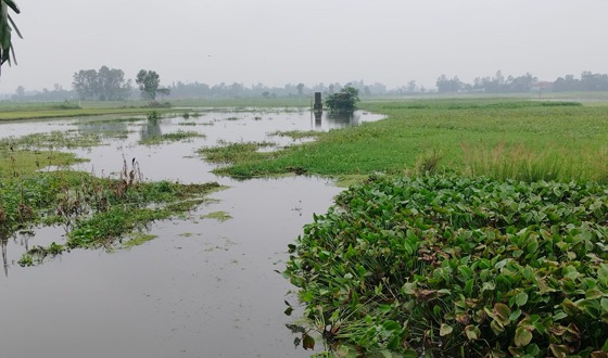 পানি নিষ্কাশন নেই, বৃষ্টির পানিতে তলিয়ে থাকে শত শত একর আবাদি জমি
