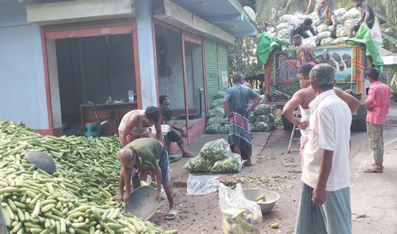 চিতলমারীতে সবজির দাম কমে যাওয়ায় হতাশায় চাষিরা