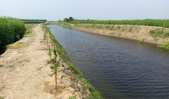 পুঠিয়ায় খাল খনন করায় জীববৈচিত্রের মান বদলেছে