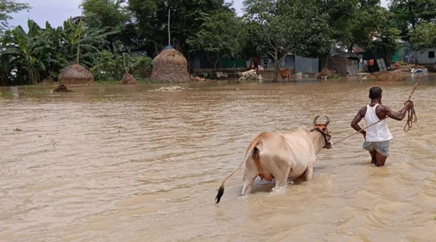 ভারতের পাহাড়ি ঢলে আখাউড়ার নিম্নাঞ্চল প্লাবিত: পানির নিচে ফসলি জমি