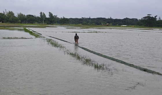 রামগতির নদী-খাল-বিলে চায়না দুয়াারি জালে সয়লাব