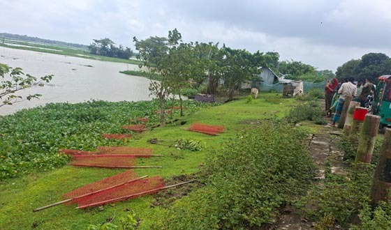কলমাকান্দায় রোপণ করা ৩৫ গাছের চারা উপড়ে ফেলেছে দুর্বৃত্তরা