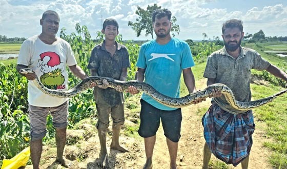 শ্রীমঙ্গলে সাপ উদ্ধারের হিড়িক, তিন মাসে উদ্ধার প্রায় ৪০
