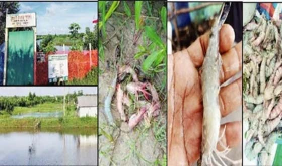 খুলনায় খামারে পোনাবাহিত রোগে লাখ লাখ মাছের মৃত্যু