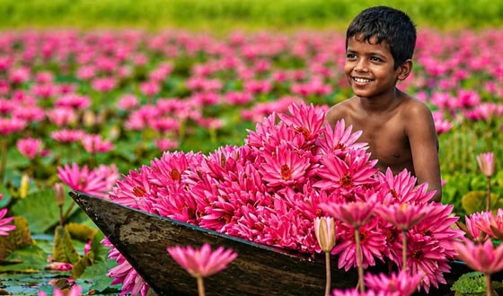 জলের বুকে লাল শাপলার স্বর্গরাজ্য, নতুন সাজে সাতলার শাপলা বিল