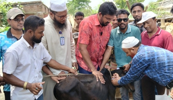 রাজশাহীর চর মাঝারদিয়ায় তিন হাজার  গরুকে বিনা মূল্যে টিকা