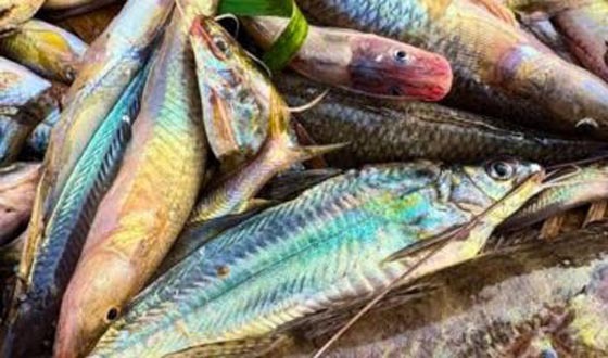 কিশোরগঞ্জে হাওরের মাছের রাজ্য নিকলীর নতুন বাজার