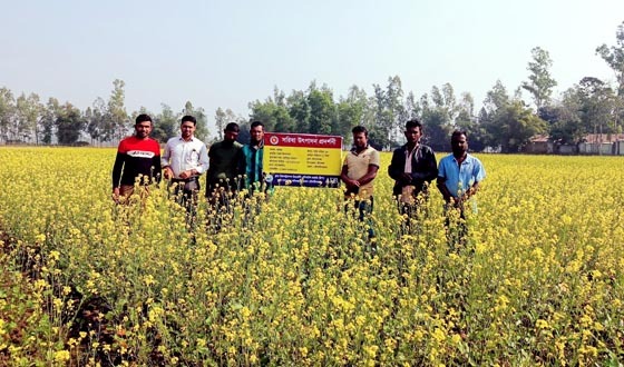 শ্রীমঙ্গলে সরিষার ব্যাপক ফলনের আশা