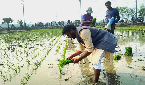 ভোট চাইতে গিয়ে কৃষকের ধান রোপন করলেন রাশেদ খাঁন