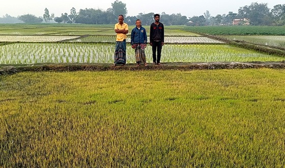 মন্দিরের জমিতে থাকা বীজতলা কীটনাশক প্রয়োগে ক্ষতি সাধনের অভিযোগ