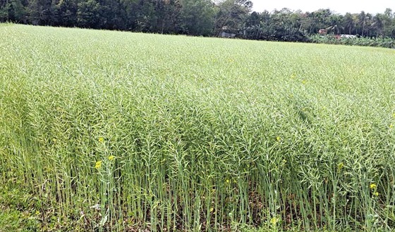 কাহারোলে সরিষার বাম্পার ফলনের সম্ভাবনা