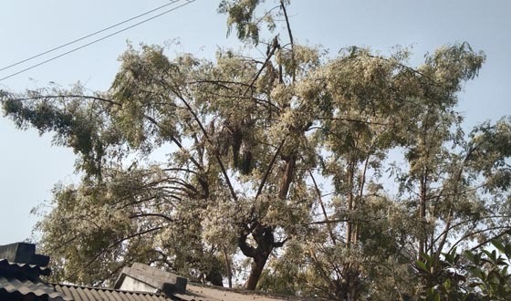 পাটকেলঘাটায় সাদা গুচ্ছ ফুলে ভরে গেছে সজিনা গাছ