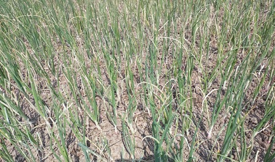 শৈলকুপায় ওষুধ দিয়ে পেঁয়াজ গাছ পুড়িয়ে দিল দুর্বৃত্তরা