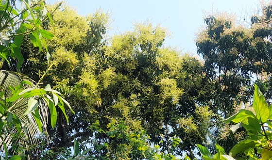 ডালে-ডালে উঁকি দিয়েছে আমের মুকুল