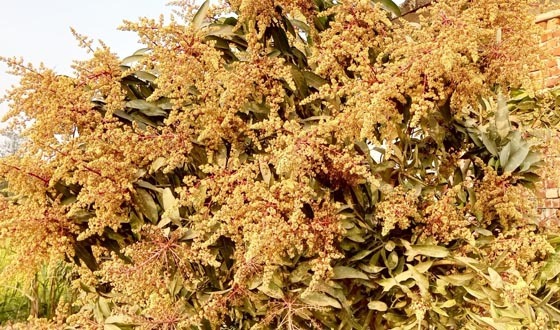 আম গাছের ডাল মুকুলে ভরপুর