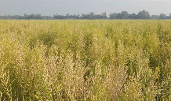 সুজানগরে সরিষার বাম্পার ফলন