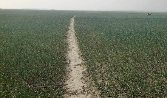 স্রোতস্বিনী গাজনার বিলে মাছের পরিবর্তে  শোভা পাচ্ছে পেঁয়াজ