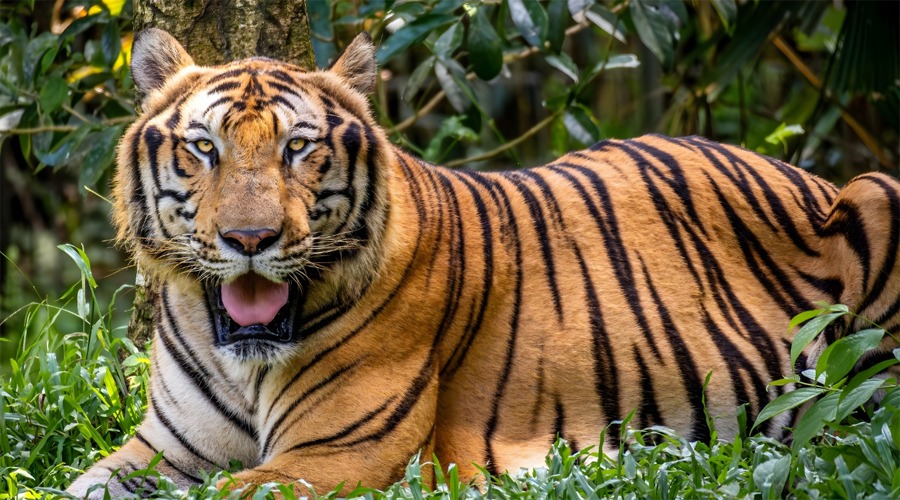 থাইল্যান্ডের একটি পার্কে ভাইরাসের হানা, ৭২ বাঘের মৃত্যু