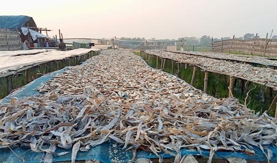 পিরোজপুরের ইন্দুরকানীতে বিষমুক্ত শুটকি উৎপাদন শুরু