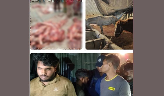 ঘোড়া জবাই করে গরুর মাংস হিসেবে বিক্রির অভিযোগে গ্রেপ্তার ৪