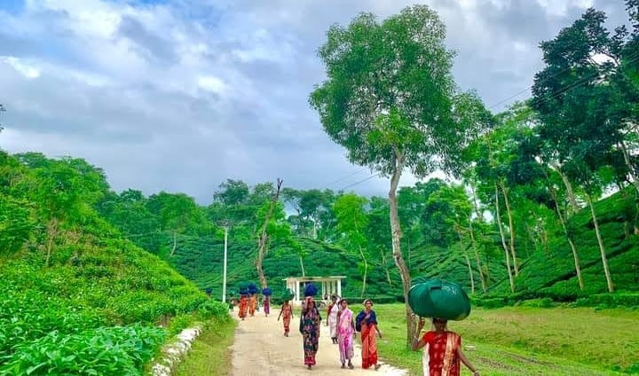 সদ্য সমাপ্ত মৌসুমে ১৮ লাখ ৭০ হাজার কেজি চা উৎপাদন