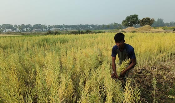 পত্নীতলায় সরিষার বাম্পার ফলন, দামে খুশী কৃষক