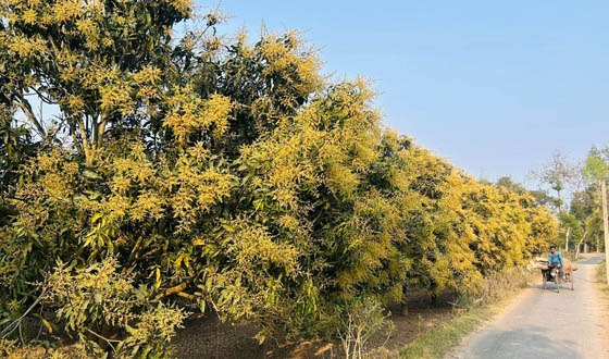 বাঘায়  আম গাছে মুকুল দেখে খুশি চাষিরা