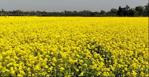 ভূঞাপুরে রেকর্ড পরিমাণ জমিতে সরিষা চাষ