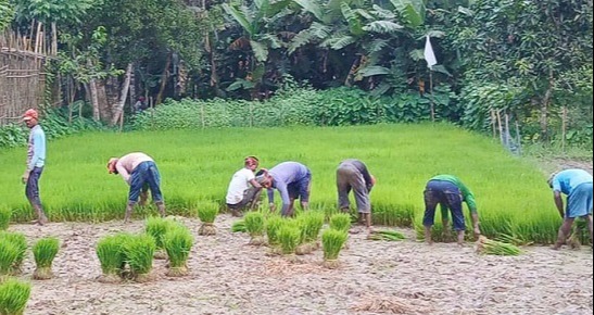 নকলায় বোরো আবাদের লক্ষ্যমাত্রা নির্ধারণ