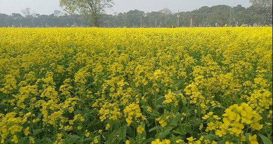 পোরশায় সরিষা চাষে বাম্পার ফলনের সম্ভাবনা