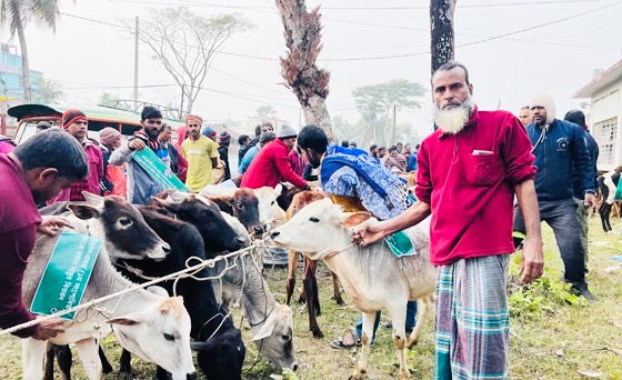 কাউখালীতে ৬০জন জেলেদের মাঝে বকনা বাছুর বিতরন