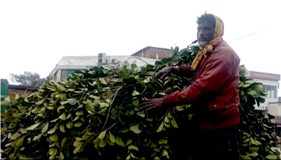 ঘোড়াঘাটে কাঠাল পাতায় চলে ছকমলের সংসার