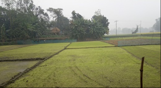 ঠান্ডায় মেলান্দহে বীজতলার ক্ষতির আশংকা