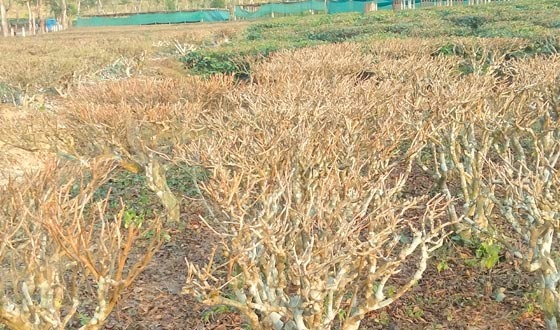 মৌলভীবাজারের চা শিল্পাঞ্চলে  চলছে প্রুনিং