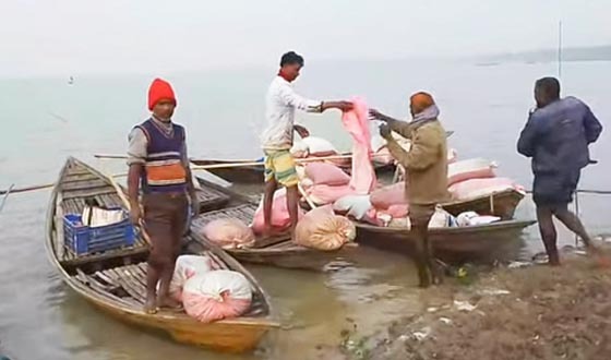 তানোরে শামুক মেরে জীবিকা নির্বাহ করছে জেলেরা