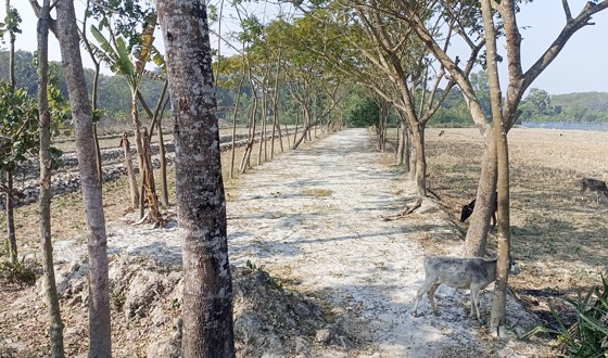 বাগেরহাটে কবর স্থানের জমি নিয়ে দন্ধ