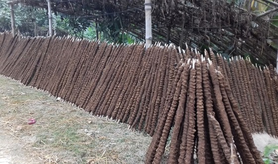 সুন্দরগঞ্জে গোবরের লাকড়ি অনেকের আয়ের উৎস