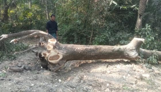 আশাশুনিতে দখলীয় জমির গাছ কর্তন