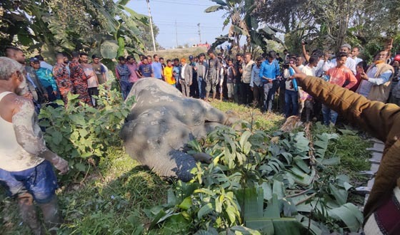 সিলেটে ট্রেনের ধাক্কায় খাদে পড়া হাতিটি  ১৮ ঘন্টা পর উদ্ধার