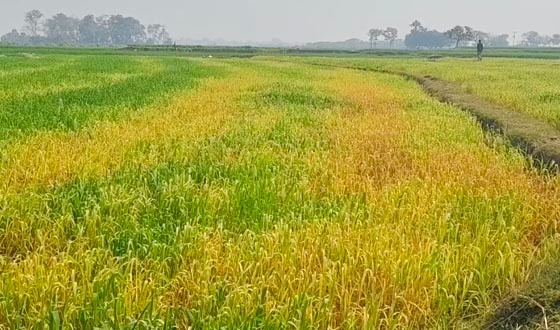 গোমস্তাপুরে বিষ প্রয়োগ করে ৩ বিঘা গম নষ্ট